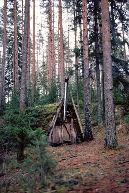 Kevään heräävä mäntymetsä ja auringonpaiste puiden välistä